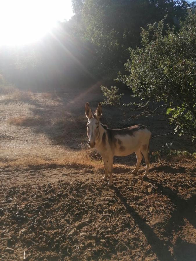 Casa Rural El Olivo Aracena Zewnętrze zdjęcie